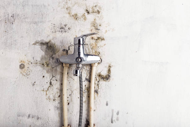 Best Mold Testing  in Mountain View, AR