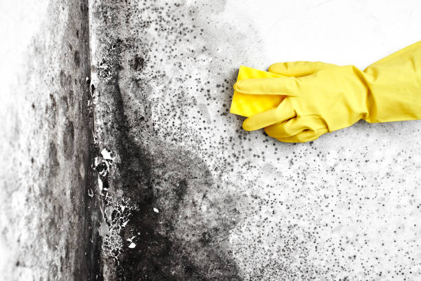 Best Emergency Mold Removal  in Mountain View, AR