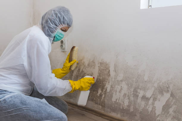 Best Toxic Mold Removal  in Mountain View, AR