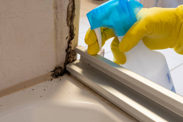Best Mold Remediation  in Mountain View, AR