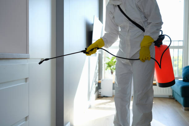 Best Mold Damage Repair  in Mountain View, AR