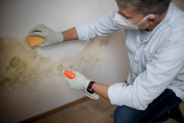 Best Residential Mold Removal  in Mountain View, AR