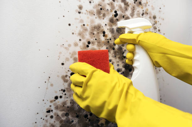 Best Office Mold Removal Services  in Mountain View, AR