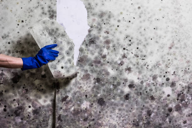 Best Local Mold Removal Service  in Mountain View, AR